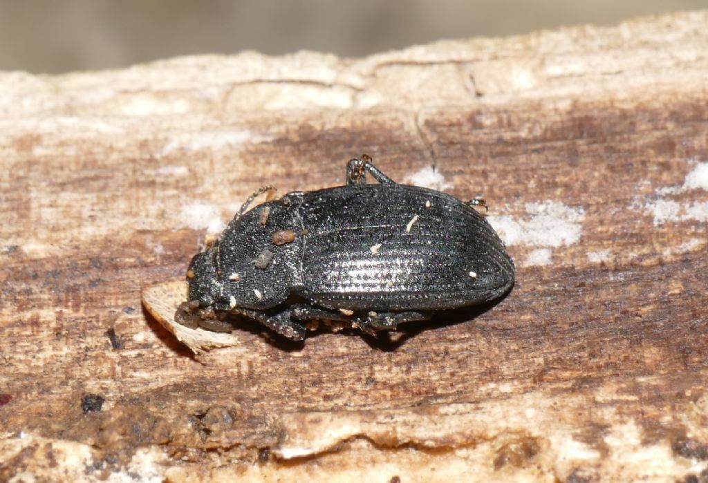 Dendarus tristis, Tenebrionidae